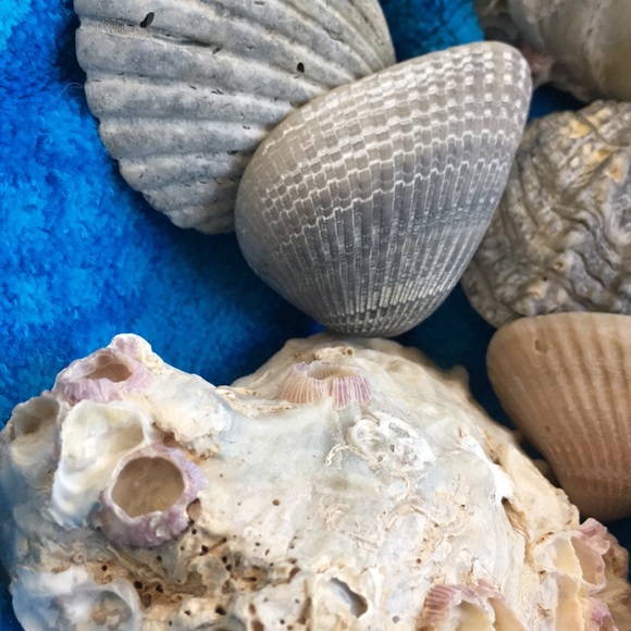 Bring the beach to your home with this collection - Picture 4 of 8